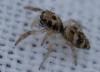 Salticus scenicus